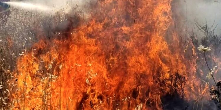 Emergenza incendi in Sardegna: “Perché non puntare prima sulla prevenzione?”