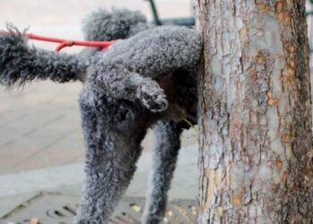 Cagliari, a San Benedetto emergenza escrementi di cani: “Marciapiedi sporchi e puzzolenti”