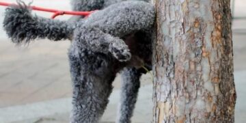 Cagliari, a San Benedetto emergenza escrementi di cani: “Marciapiedi sporchi e puzzolenti”