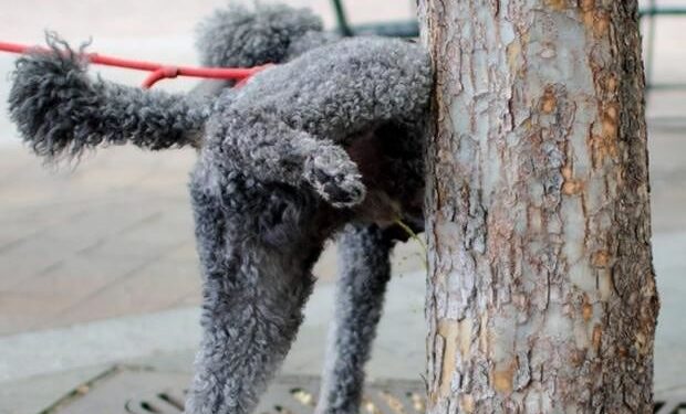 Cagliari, a San Benedetto emergenza escrementi di cani: “Marciapiedi sporchi e puzzolenti”