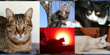 8 agosto, Giornata internazionale del gatto