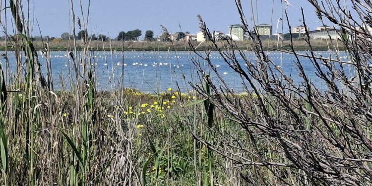 Quartu Sant’Elena, cercano i fenicotteri ma rimangono intrappolate nel fango: soccorso straordinario dei vigili del fuoco