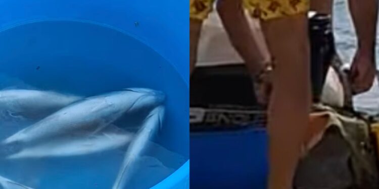 Pula, pescano pesci tra i bagnanti e li sventrano in acqua tra lo sconcerto di alcuni presenti