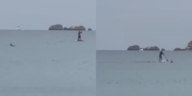 Poetto, delfini scambiati per squali: due bagnanti sul sup fuggono a gran velocità