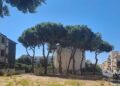 Quartu Sant’Elena, abbattuti due pini pericolanti in via Paganini: “Necessario tutelare l’incolumità dei cittadini”