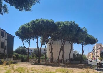 Quartu Sant’Elena, abbattuti due pini pericolanti in via Paganini: “Necessario tutelare l’incolumità dei cittadini”