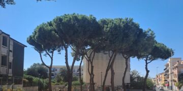 Quartu Sant’Elena, abbattuti due pini pericolanti in via Paganini: “Necessario tutelare l’incolumità dei cittadini”