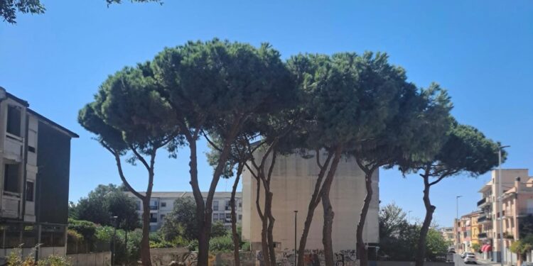 Quartu Sant’Elena, abbattuti due pini pericolanti in via Paganini: “Necessario tutelare l’incolumità dei cittadini”