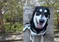 Pirri:  siringhe, rifiuti e scarsa illuminazione nell’area cani tra le vie della Siepe e  Montecassino: “Evidenti conseguenze sotto il profilo dell’igiene e della sicurezza”