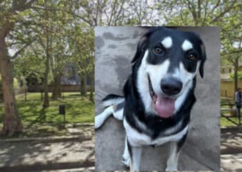 Pirri:  siringhe, rifiuti e scarsa illuminazione nell’area cani tra le vie della Siepe e  Montecassino: “Evidenti conseguenze sotto il profilo dell’igiene e della sicurezza”