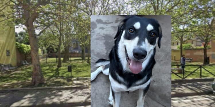 Pirri:  siringhe, rifiuti e scarsa illuminazione nell’area cani tra le vie della Siepe e  Montecassino: “Evidenti conseguenze sotto il profilo dell’igiene e della sicurezza”