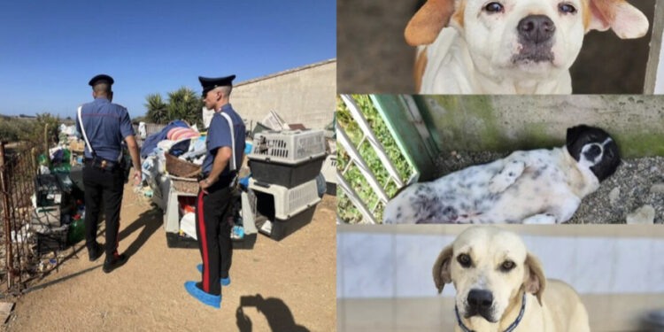 Quartu, 120 cani tenuti in mezzo ai rifiuti e malnutriti: assolte le proprietarie