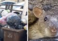 Cagliari, la festa dei topi tra i rifiuti in via Podgora: “Passano il venerdì, poi per giorni resta tutto lì”
