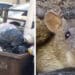 Cagliari, la festa dei topi tra i rifiuti in via Podgora: “Passano il venerdì, poi per giorni resta tutto lì”