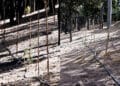 Cagliari, le nuove piantine di Monte Urpinu in sofferenza per “evapotraspirazione”: “L’impianto di irrigazione risulta regolarmente funzionante“
