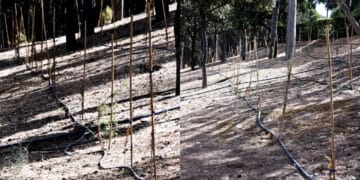 Cagliari, le nuove piantine di Monte Urpinu in sofferenza per “evapotraspirazione”: “L’impianto di irrigazione risulta regolarmente funzionante“