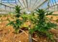 Scoperta ad Assemini una piantagione con 8.800 piante di marijuana, 2 arresti