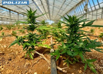 Scoperta ad Assemini una piantagione con 8.800 piante di marijuana, 2 arresti