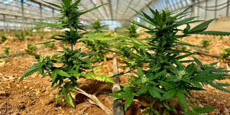 Scoperta ad Assemini una piantagione con 8.800 piante di marijuana, 2 arresti