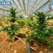 Scoperta ad Assemini una piantagione con 8.800 piante di marijuana, 2 arresti