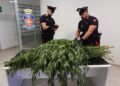 Oltre 11mila piante di cannabis sequestrate nel nord Sardegna in tre operazioni