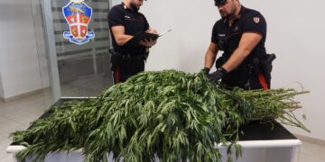 Oltre 11mila piante di cannabis sequestrate nel nord Sardegna in tre operazioni