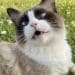 Cagliari, gatti sbranati da cani da caccia lasciati liberi dai padroni