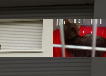 I vigili del fuoco salvano un gattino bloccato su un davanzale al quinto piano