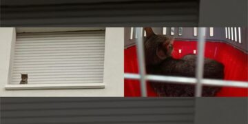 I vigili del fuoco salvano un gattino bloccato su un davanzale al quinto piano