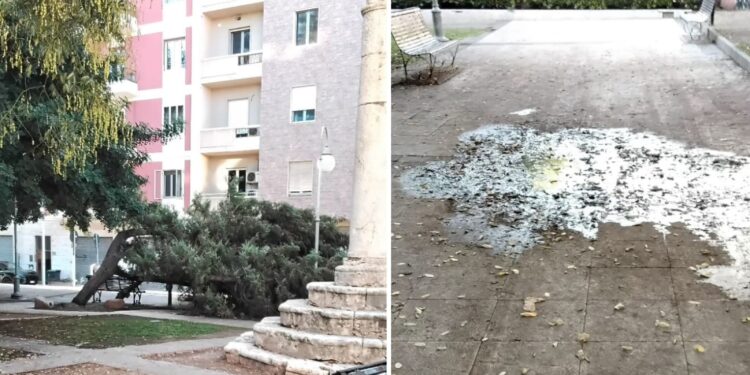 Cagliari, degrado a piazza San Saturnino: l’albero caduto da oltre un anno, panchine danneggiate e buio di notte