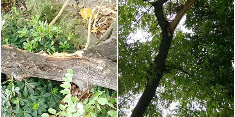 Cagliari, paura in piazza Esquivel: grosso ramo si stacca da un albero, un uomo rischia di essere colpito