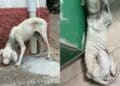 Villacidro, cagnolina salvata grazie alla sinergia di forza tra Comune, vigili e volontari