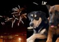 Cagliari, botti assordanti nella notte: a rischio animali e ambiente, “Situazione insostenibile”