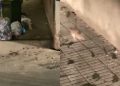 Cagliari, emergenza ratti e sporcizia in viale La Playa