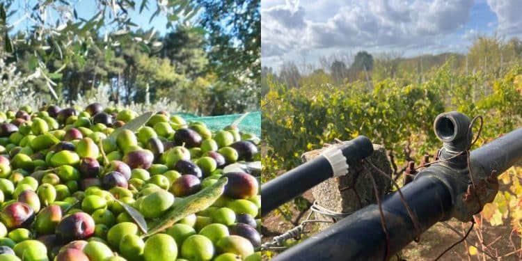Furti seriali nelle campagne, ladri in azione giorno e notte da Gonnosfanadiga a San Sperate
