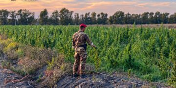 Scoperta una piantagione di marijuana a Loiri Porto San Paolo: 4 arresti