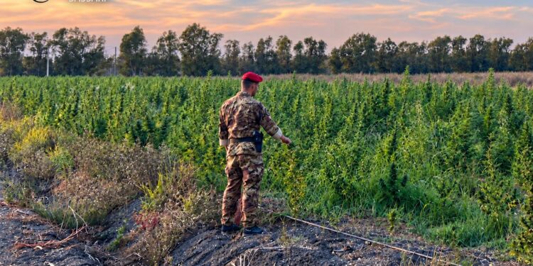 Scoperta una piantagione di marijuana a Loiri Porto San Paolo: 4 arresti