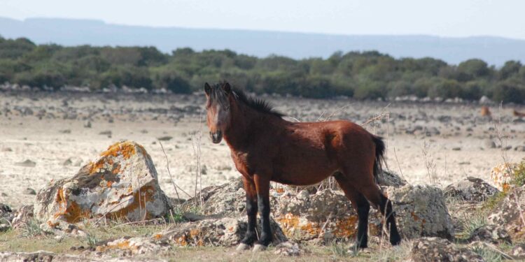 Sardegna, “una sentenza tutt’altro che condivisibile vuol eliminare più di 300 mila ettari di terre collettive”