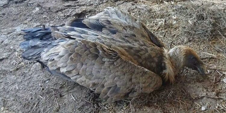 E’ morto il grifone trovato due giorni fa nel Grighine