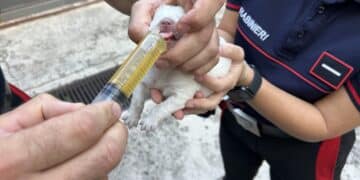 Bonorva, 6 cuccioli appena nati e abbandonati sulla Ss 131 salvati dai carabinieri