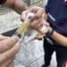 Bonorva, 6 cuccioli appena nati e abbandonati sulla Ss 131 salvati dai carabinieri