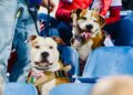 Cagliari, alla partita con due assistenti speciali: Pallino e Sirio fanno incetta di coccole