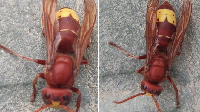 Elmas, lotta alla Vespa orientalis: installate trappole per il monitoraggio dell’insetto