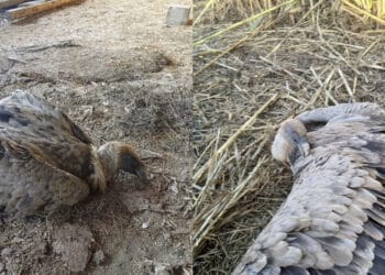 Grighine – Fordongianus, ritrovato un esemplare adulto di grifone ferito e sofferente: salvato dal Corpo Forestale