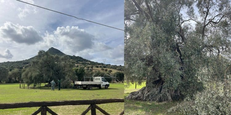 Villamassargia, caduto un ramo di Sa Reina: paura per il monumentale ulivo millenario