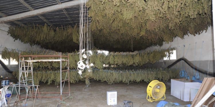 Ottana, 3 lavoratori segregati in un capannone in campagna per lavorare tonnellate di marijuana: 5 denunce
