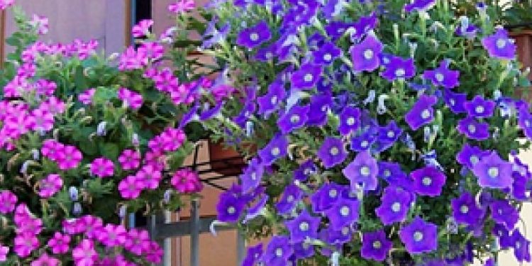 ​Un fiore per non dimenticare: a Monserrato si rinnova la tradizione della solidarietà