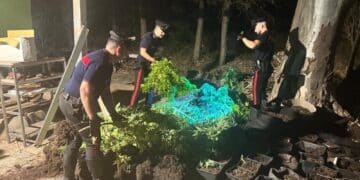Quartucciu, scoperta una piantagione di cannabis: arrestato un 41enne