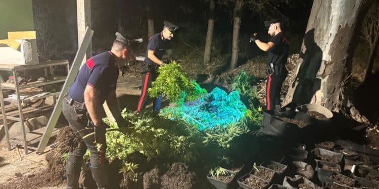 Quartu, scoperta una piantagione di cannabis: arrestato un 41enne