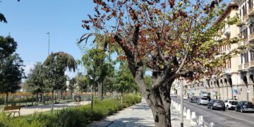 Cagliari, c’era una volta la “foresta urbana”: ecco come stanno morendo gli alberi della nuova via Roma